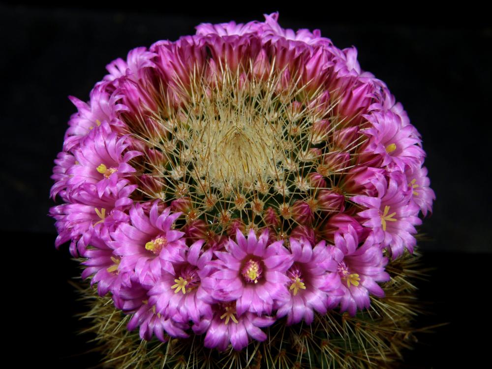 Mammillaria